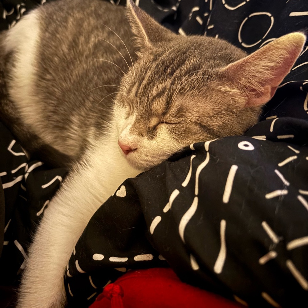 Meet your Posher, Quinnlyn